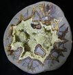 Calcite Crystal Filled Septarian Geode - Utah #33123-3